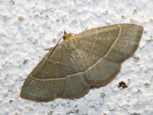 Trisateles emortualis